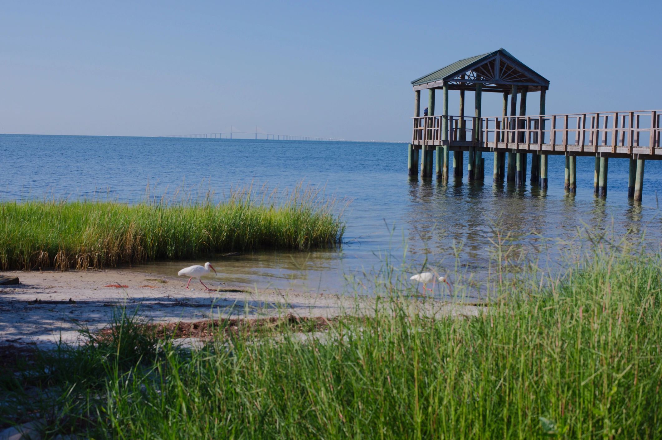 Wooden pier over calm blue water with coastal grasses