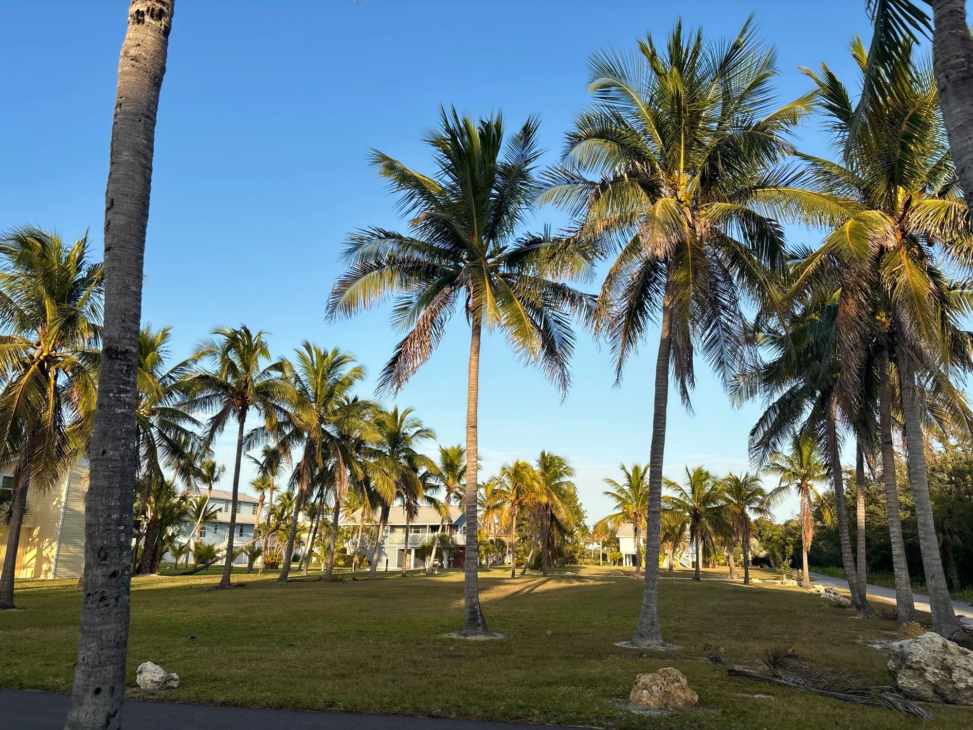 Palm trees and residential buildings in Florida