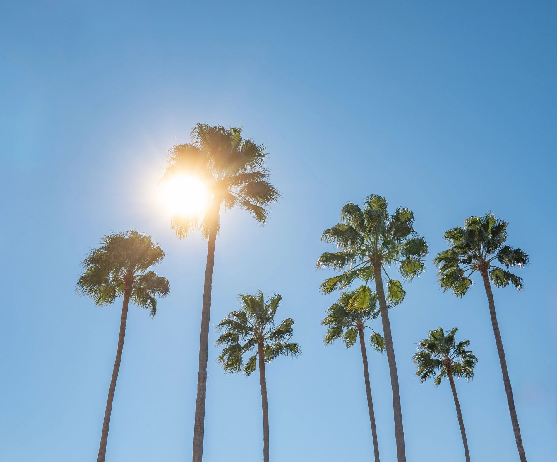 Palm trees with sunrise glow representing Florida lifestyle